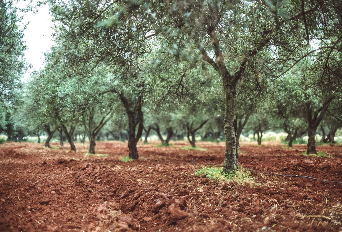 Olivenhain in Kreta, Foto: Nikos Zachariadis